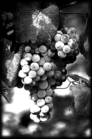 Виноградная гроздь - картинки для гравировки